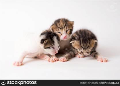 1 week old baby kittens on white background