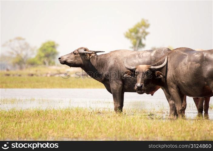 2 buffaloes in Thale Noi wetlands Phattalung Thailand