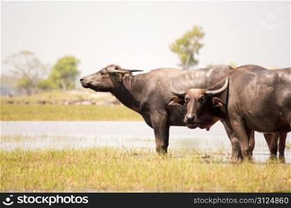 2 buffaloes in Thale Noi wetlands Phattalung Thailand