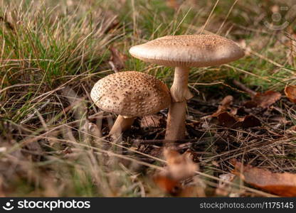 2 patrons on a leafy ground with grass. 2 lepiota side by side