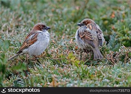 2 sparrows sitting on a hedge