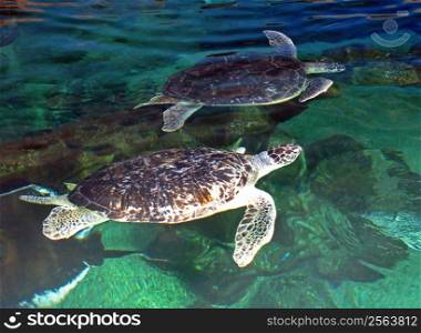 2 turtles swimming in a tank in an aquarium.