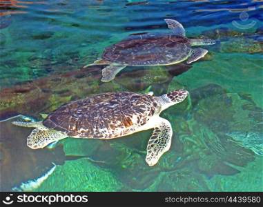 2 turtles swimming in a tank in an aquarium.