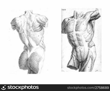 2 Views of the human torso, muscles and internal organs from The anatomy of the human body by William Cheselden in 1763.