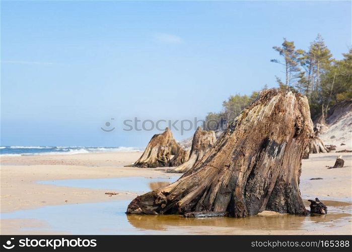 3000 years old tree trunks on the beach after storm. Slowinski National Park, Baltic sea, Poland. Unique, nature phenomenon. 3000 years old tree trunks on the beach after storm. Slowinski National Park, Baltic sea, Poland