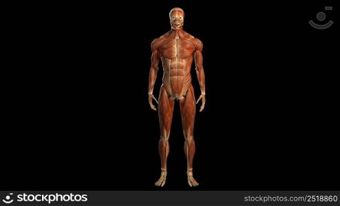 3D Animated of internal organs, nerve, bone, muscle systems created on black background, model 3d illustration. 3D Animated of internal organs, nerve, bone, muscle systems created