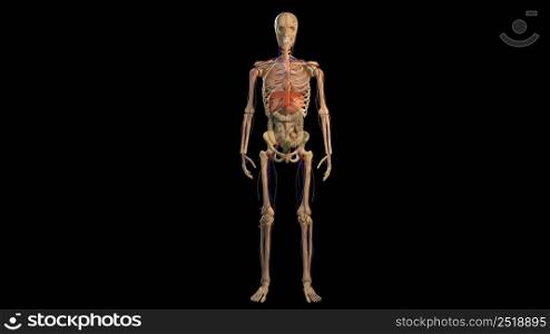 3D Animated of internal organs, nerve, bone, muscle systems created on black background, model 3d illustration. 3D Animated of internal organs, nerve, bone, muscle systems created
