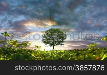 3D animation of the sun rising behind a single tree in the middle of a field of yellow flowers blowing in the wind.