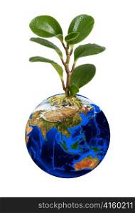 3d Earth planet with plant on white background.