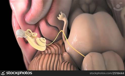 3D Human Ear Anatomy System 3D illustration. 3D Human Ear Anatomy System