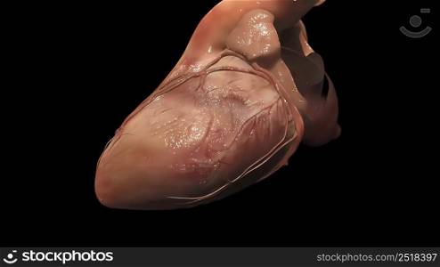 3D Illustration of Human Circulatory System Anatomy.heart, Heart model, Human heart model,. Cardiovascular system with beating heart