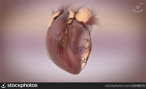 3D Illustration of Human Circulatory System Anatomy.heart, Heart model, Human heart model,. Cardiovascular system with beating heart
