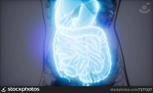 3d illustration of human digestive system parts and functions. human digestive system parts and functions