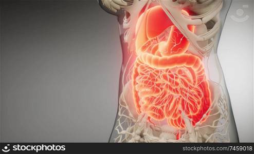 3d illustration of human digestive system parts and functions. human digestive system parts and functions