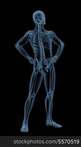 3D image of a male medical skeleton