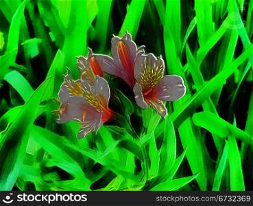3D Image of Orange Leave Lily with Brown Spots with Dark Green Leaves