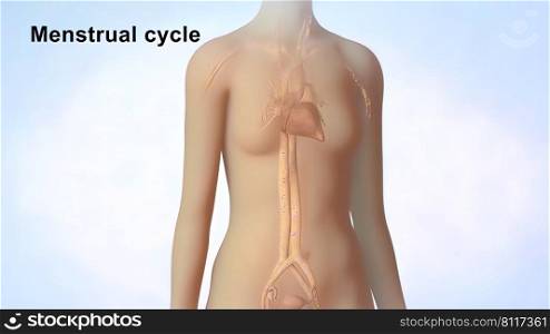 3D Medical illustration Female Reproductive System, Menstrual Cycle 3D illustration. 3D Medical illustration Female Reproductive System, Menstrual Cycle