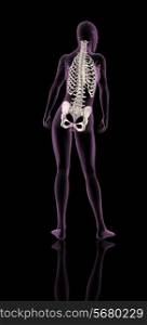 3D render of a female medical skeleton showing rib cage, spine and hip bone
