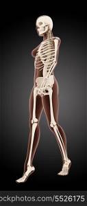 3D render of a female medical skeleton walking
