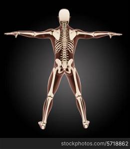 3D render of a male medical skeleton