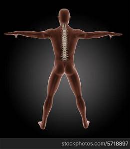 3D render of a male medical skeleton