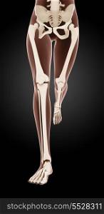 3D render of female medical skeleton legs running