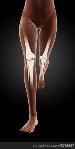 3D render of female medical skeleton legs running