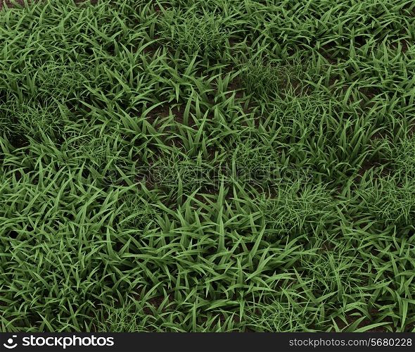 3D render of fresh green grass background