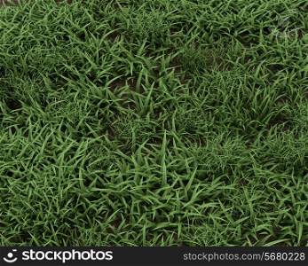 3D render of fresh green grass background