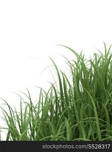 3D Render of Green Grass isolated on White