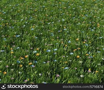 3D render of spring flowers in a meadow