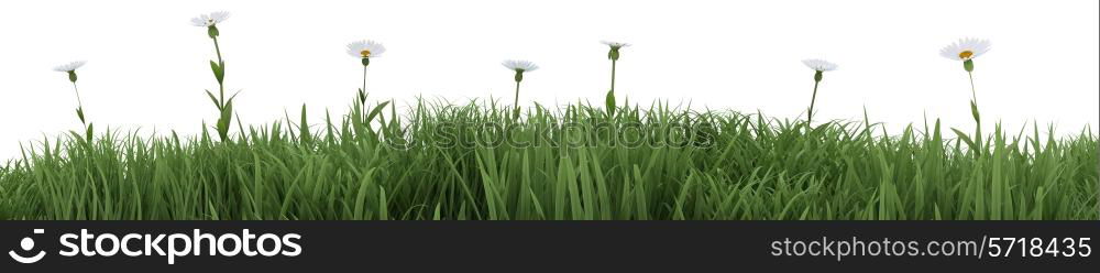 3D render of summer flowers in bloom