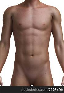 3d rendered medical illustration of a healthy male torso