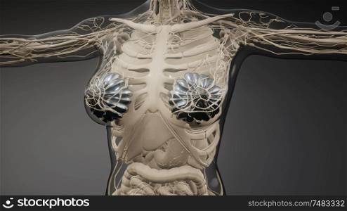 3d rendered medically accurate illustration of an obese womens mammary glands. medically accurate illustration of an obese womens mammary glands