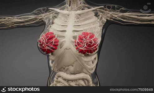 3d rendered medically accurate illustration of an obese womens mammary glands. medically accurate illustration of an obese womens mammary glands