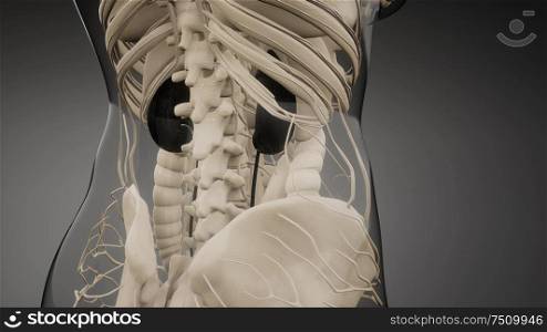 3d rendered medically accurate illustration of the kidneys. medically accurate illustration of the kidneys