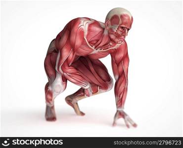 3d rendered scientific illustration of the males muscles