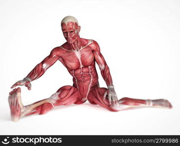 3d rendered scientific illustration of the males muscles