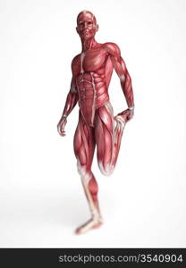 3d rendered scientific illustration of the males muscles