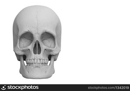 3d rendering. A human head skull bone isolated on white background.