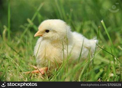 4 days old chick exploring green grass