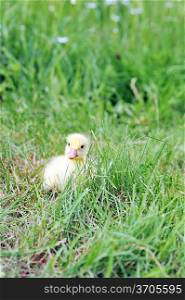 4 days old duckling exploring green grass