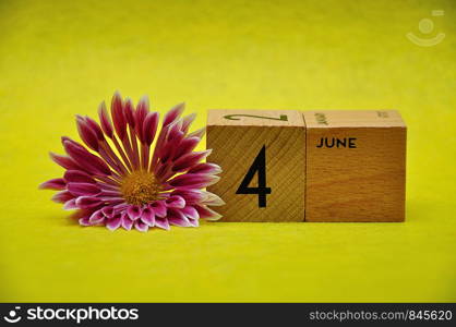 4 June on wooden blocks with a pink and white aster on a yellow background