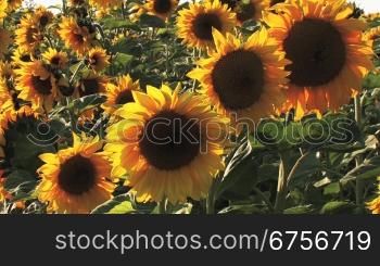 4 Sonnenblumen aus einem Sonnenblumenfeld im Vordergrund
