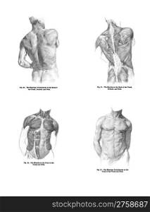 4 Views of the human back muscles, and torso from out of print book, Human anatomy for art studentsA by Sir Alfred Downing Fripp, Ralph Thompson, Harry Dixon - 1911
