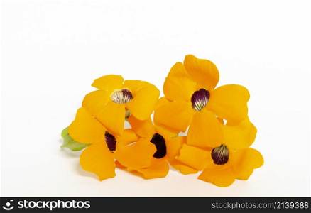 5 orange flowers in front of a white background