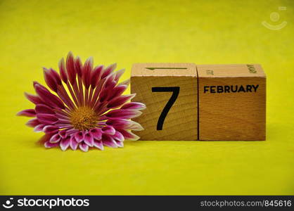 7 February on wooden blocks with a pink and white aster on a yellow background