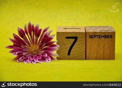 7 September on wooden blocks with a pink and white aster on a yellow background