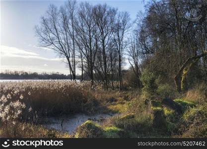 71020550 - beautiful landscape image of winter reeds in golden sunlight