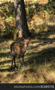 71020565 - young hind doe red deer calf in autumn fall forest landscape image